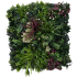 Green wall element Tropic C 50x50cm
