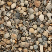 Schelpen