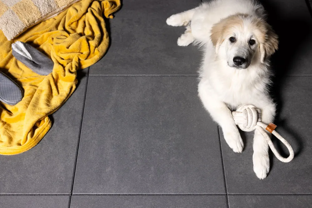Terrastegel beton hond 30x60cm
